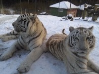 /album/fotogalerie-zoo-dvorec-u-borovan-park-exotickych-zvirat/dvorec-u-borovan-zoo112-jpg/